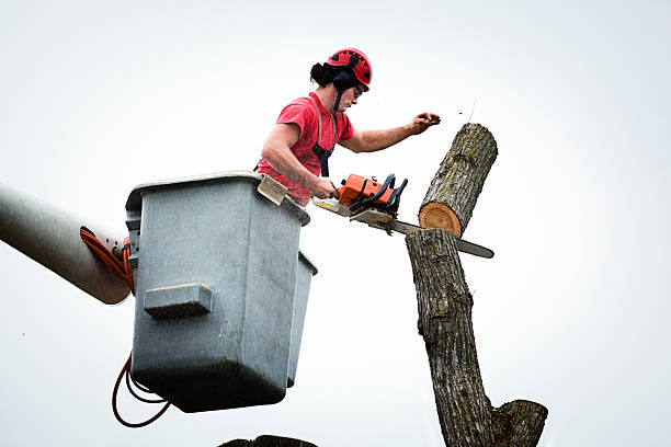 Trusted Day Valley, CA Tree Care Experts