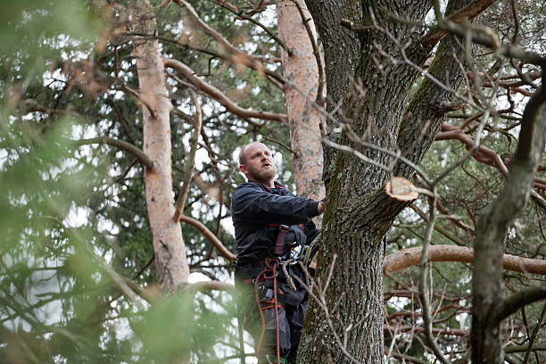 Tree and Shrub Care in Day Valley, CA